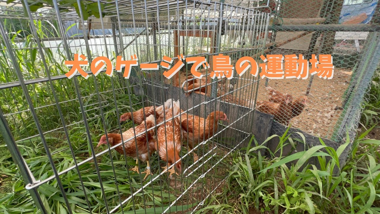 DIY Poultry Farming] Expanding the coop with a dog crate