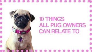 10 Things Pug Owners Can Relate To