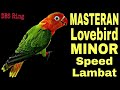 Masteran Lovebird MINOR Speed Lambat