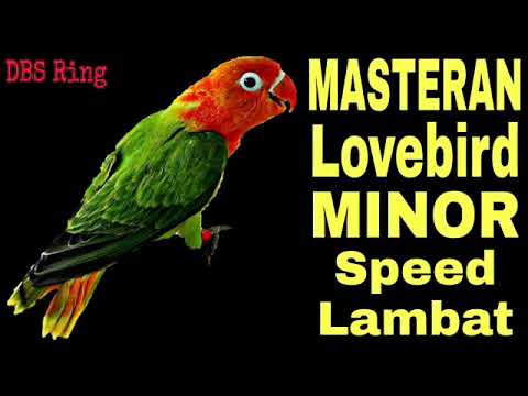 Pancingan dan Masteran Lovebird Ngekek Panjang Buat Labet Mana Saja Emosi Auto Nyaut