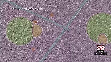 UVA School of Medicine researchers discover new cell organelle