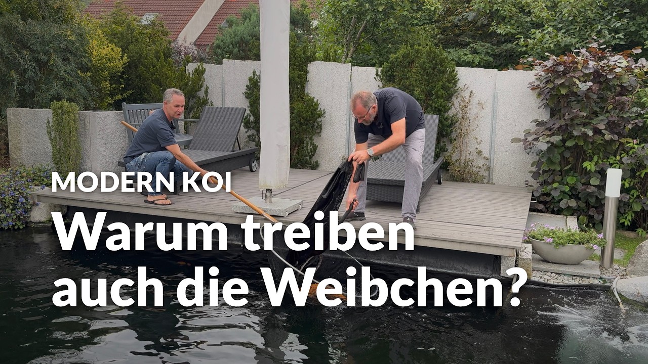 Sind Wolfgangs zwei Karashis Männchen oder Weibchen? | Modern Koi Blog #8251