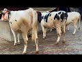 Sold to maharastra cows lot jersey  hf   475000 chopradairyfarm  27124 7009645902