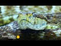 Gorgona Island: History and Wildlife