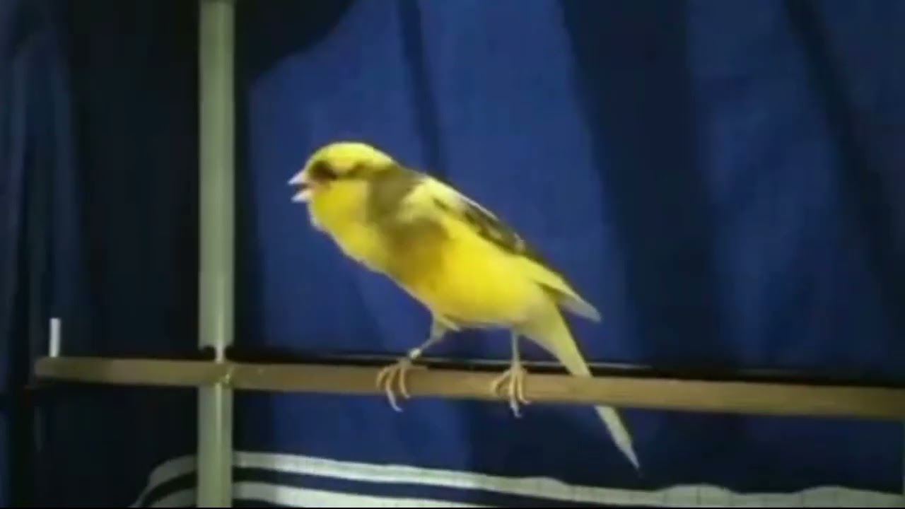 Burung kenari jantan gacor AF sebagai format pemesanan di luar rumah