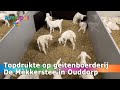 Topdrukte op geitenboerderij de mkkerstee in ouddorp jonge geitjes