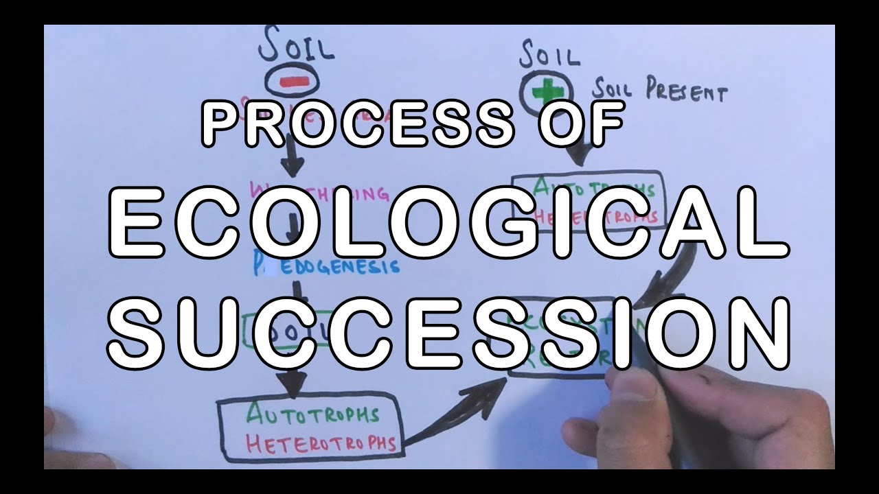 Ecological succession ppt