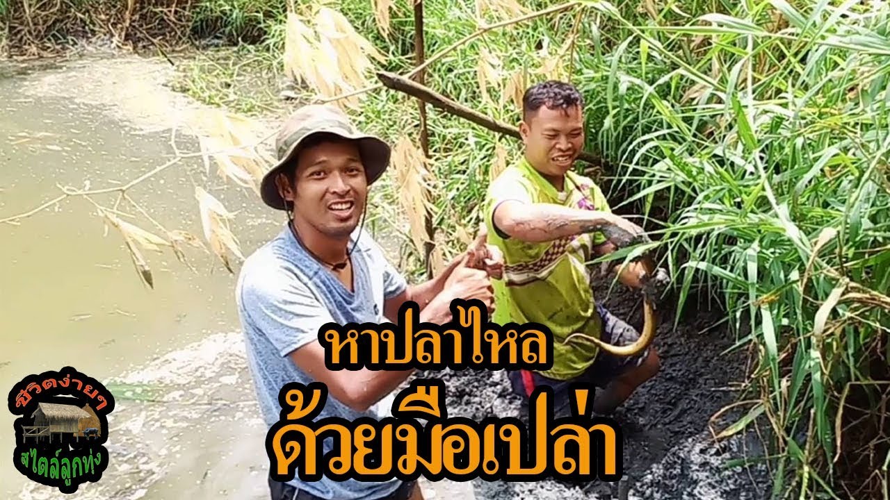 หาปลาไหลด้วยมือเปล่า วิธีหาปลาไหลแบบแปลกๆ ไม่น่าเชื่อว่าจะง่ายขนาดนี้ ได้ปลาไหลตัวใหญ่มาก