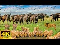 4K African Wildlife: Serengeti National Park - Real Sounds of Africa - 4K Video Ultra HD