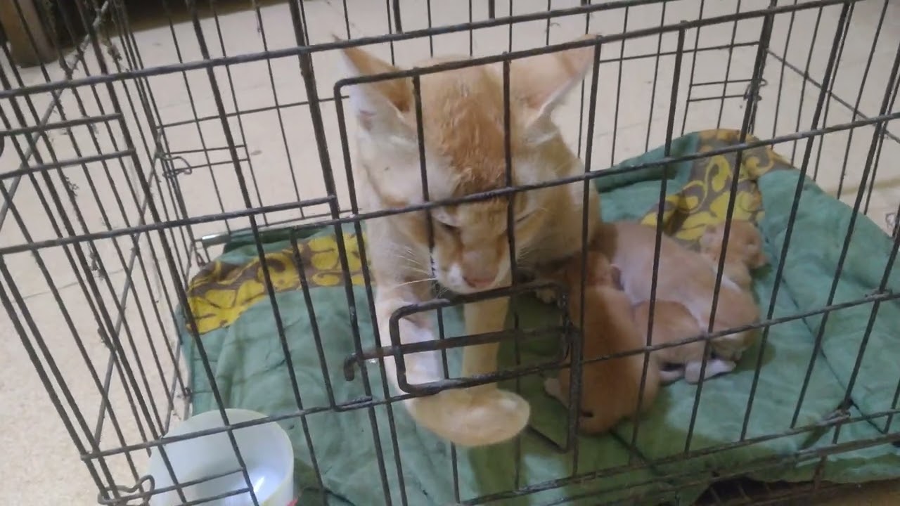 Drama meong !🐱 #cat #kitten #cute #videoviral #funny #fyp 