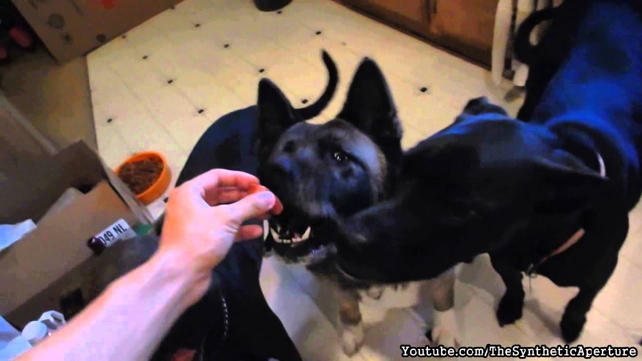 Giving Whip Cream and Dog Treats to our Dog Family! YouTube