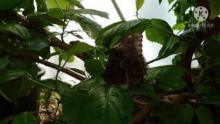 Бабочки в Юрмале. Лето на море / Paradise. Butterflies in Jurmala Latvia.