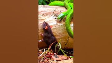 Green Mamba – The Agile and Deadly Serpent 🐍🌿