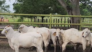 BRAHMÁN GRIS Y ROJO.. Rancho EL PORVENIR.. Centro.. Tabasco.. MX...