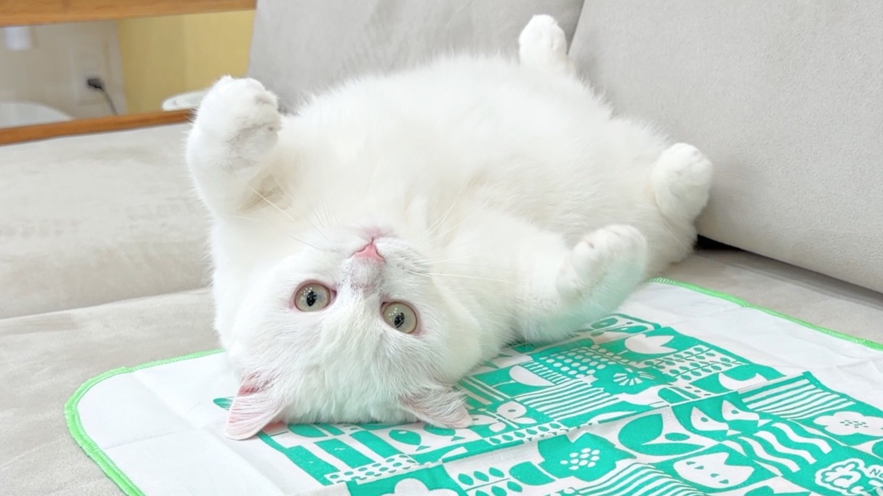 猫が酔っ払ったら別の生き物になった