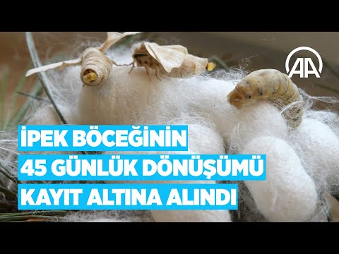 Bilecik'te ipek böceğinin 45 günlük dönüşümü kayıt altına alındı