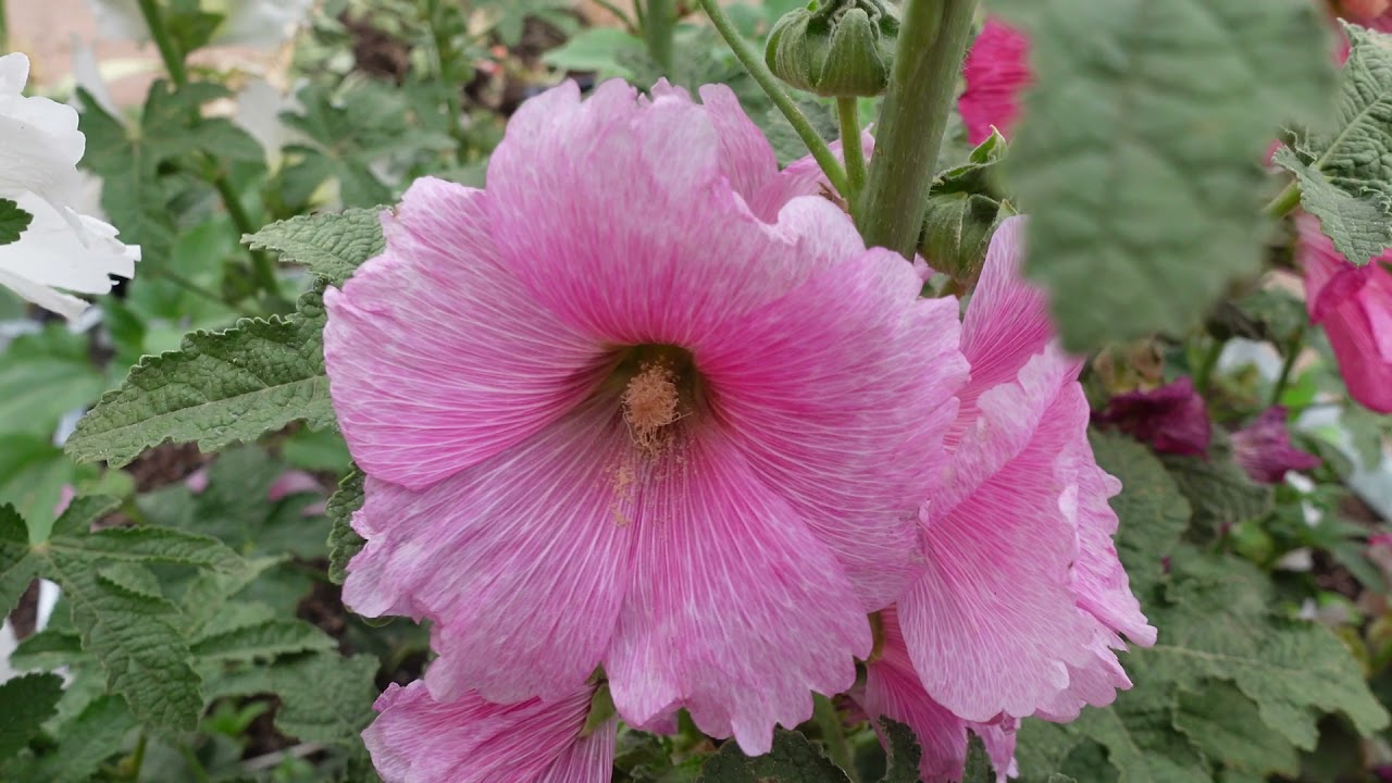 Grow Hollyhocks from Seeds Growing Guide YouTube
