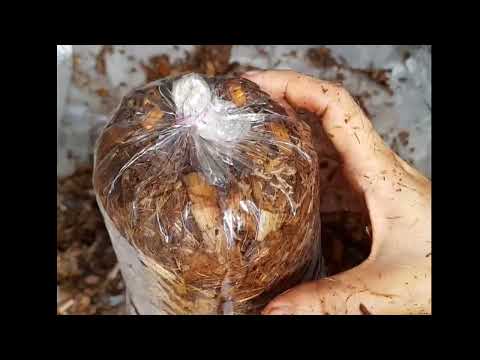 Video: Mushroom Compost Para sa Paghahalaman - Ano ang Mushroom Compost