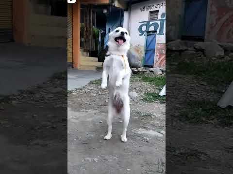 Doggy Dance With Abras Song Animal Lord Bobby Deol