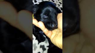 Ruby's puppies are two weeks old today.