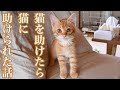 猫を助けたら　猫に助けられた話　猫が教えてくれたこと