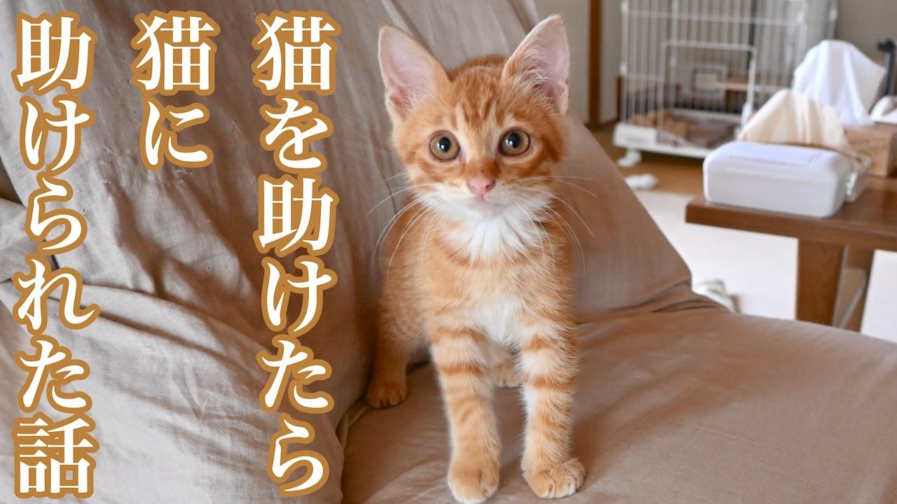 猫を助けたら　猫に助けられた話　猫が教えてくれたこと