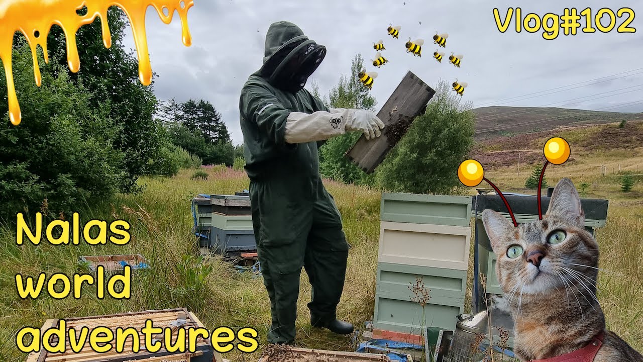 BEEKEEPER for a day 😻🐝 Vlog #102 - YouTube