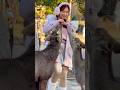 Nara park deer in japan #zoo