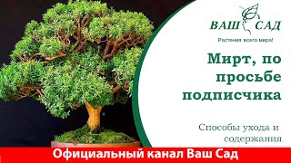 Мирт - уход и выращивание. По просьбе подписчика. Ваш сад