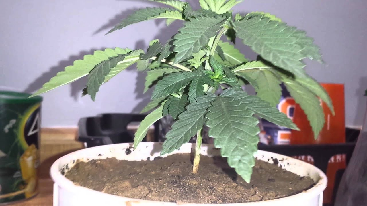 3 week old cannabis plant YouTube
