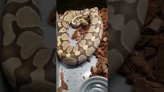 Ball python ovulating 🤗