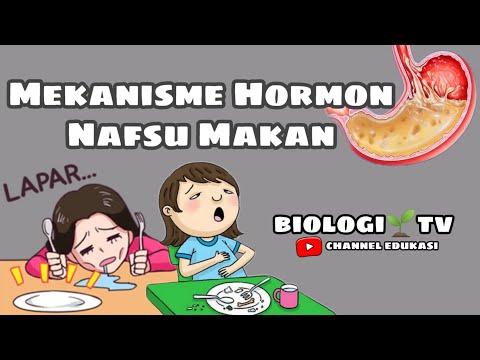 Mekanisme Hormon Nafsu makan - biologi SMA BAB.sistem hormon/ endokrin kelas 11