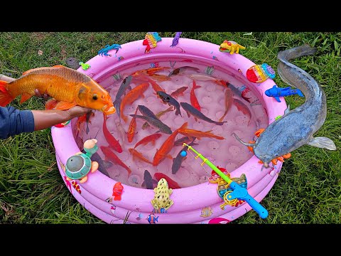 Mancing banyak ikan hias di kolam, ikan koi, ikan lele, ikan cupang, ikan besar, kura kura, bebek