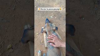 Wait for end 😅 | puppy diaries funny dog video🤣 #shorts #youtubeshorts #comedy