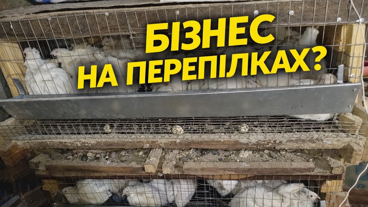 Чи вигідний бізнес на перепілках? Реальні цифри та мій досвід