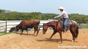 High Time Oscar - bridleless working cows! - ValleyViewRanch.net