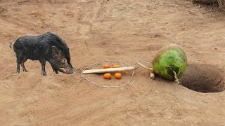 Amazing Creative Easy Quick Wild Pig Trap Make From Coconut With Deep Underground Hole Only