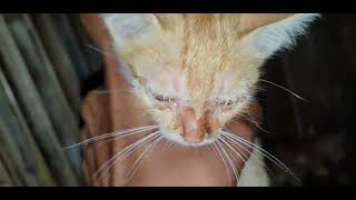 Cats Hings Meowing To 3