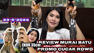 Download Lagu REVIEW MURAI BATU DAN CUCAK ROWO TERNAKAN 23-8-2025 MP3 Download Lagu REVIEW MURAI BATU DAN CUCAK ROWO TERNAKAN 23-8-2025 MP3