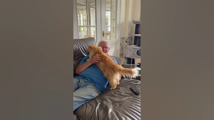 Video 10199991: f1, cutecat, cat