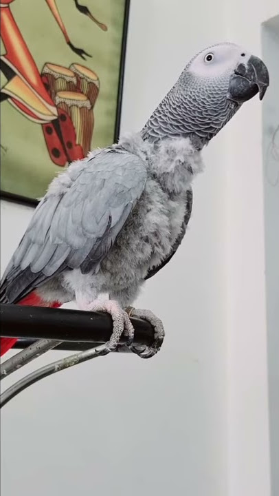 Super Angry 😡 African Grey Parrot is swearing 🤬 #Shorts