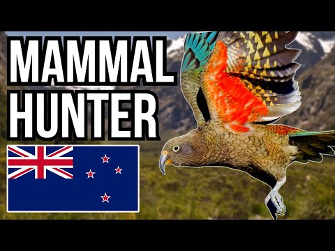 Vídeo: Animals of New Zealand: descrição e foto