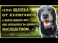 Спас пса от хулиганов, и тот через много лет отплатил за доброту наследством...