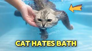 Cats Love Taking Bath