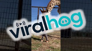 Curious Giraffe Gives Kiddo Kisses || ViralHog