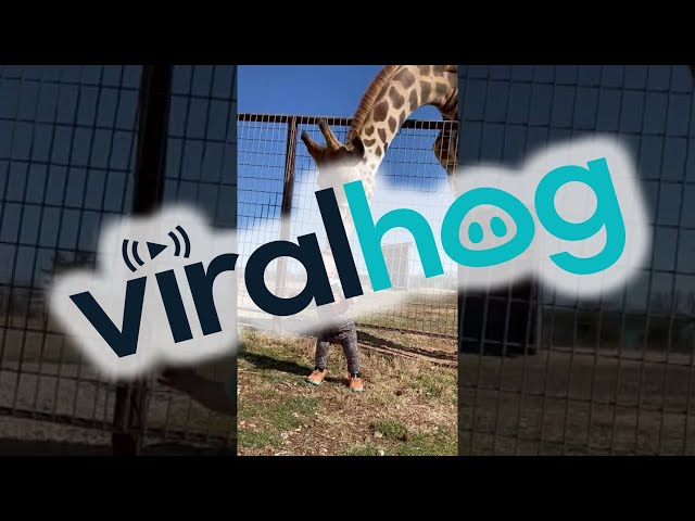 Curious Giraffe Gives Kiddo Kisses || ViralHog class=