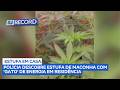Denúncia anônima leva polícia a laboratório de maconha e furto de energia em Cabo Frio