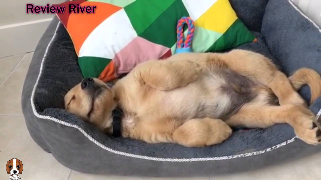 ♥Ultimate Funniest & Cutest Golden Retriever Puppies Compilation 2016 #3 - Funny Dog Video - YouTube