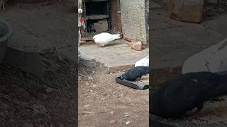 Aaj subh #funny #parrot #vlog #shorts #short #kabutar #youtube #public #publicreaction