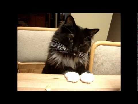 CUTE FOODIE CAT  or LITTLE BOY Smart Shelter Cat  HOOTe 